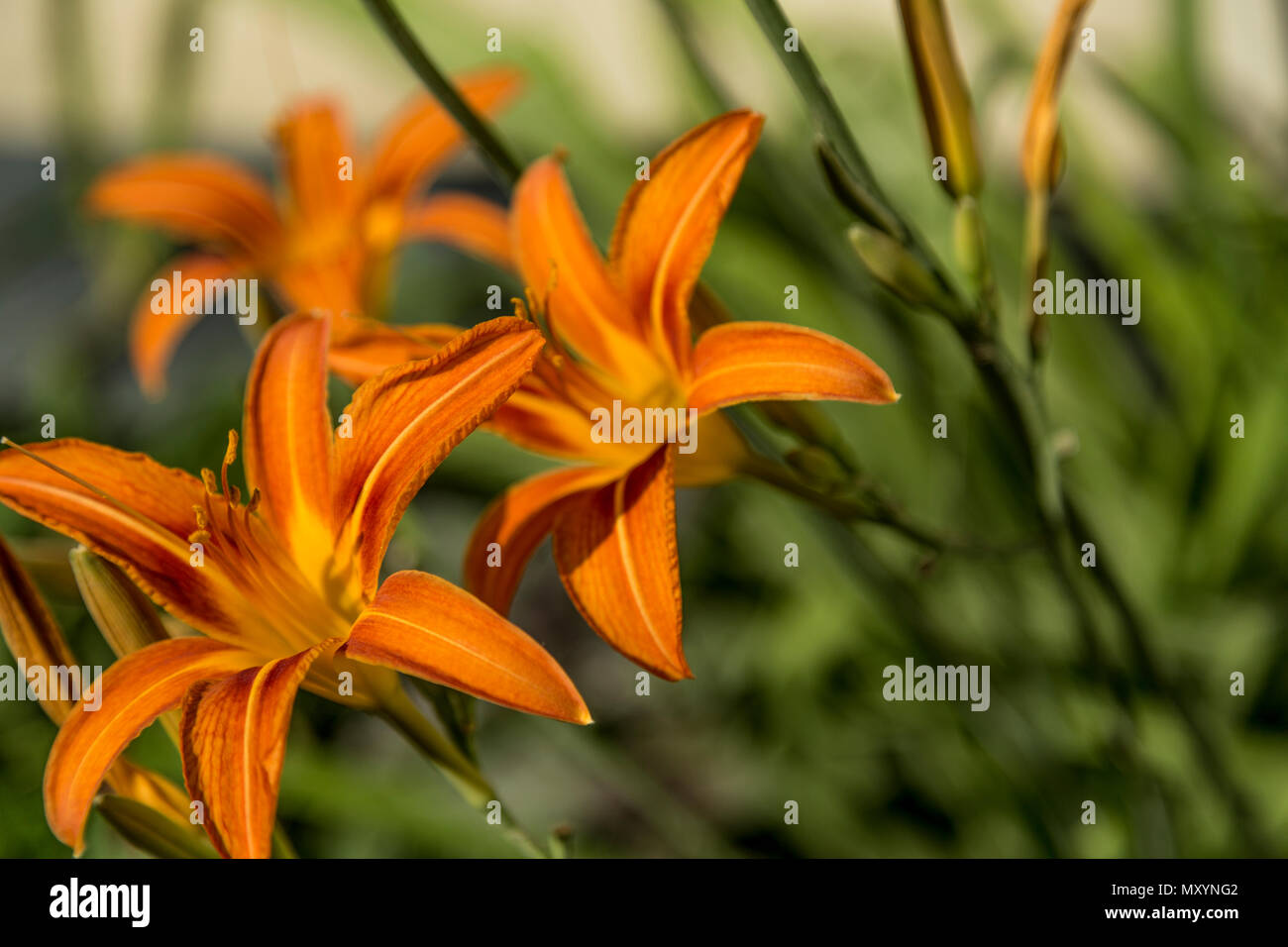 Orange gigli in fiore nel giardino. Close up. Foto Stock