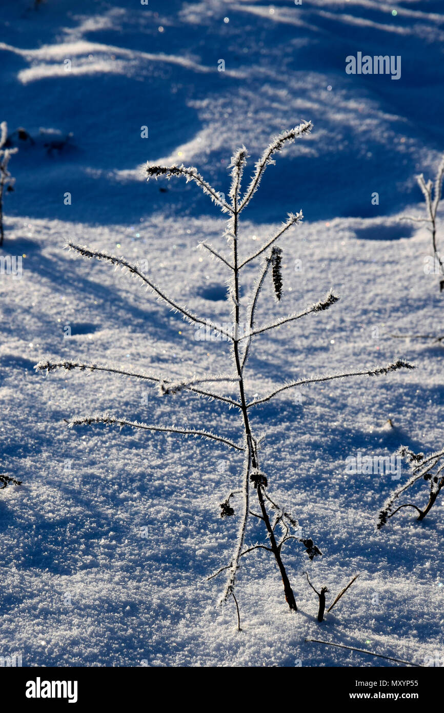 Coperto di brina congelati stelo sulla neve scintillante sfondo Foto Stock