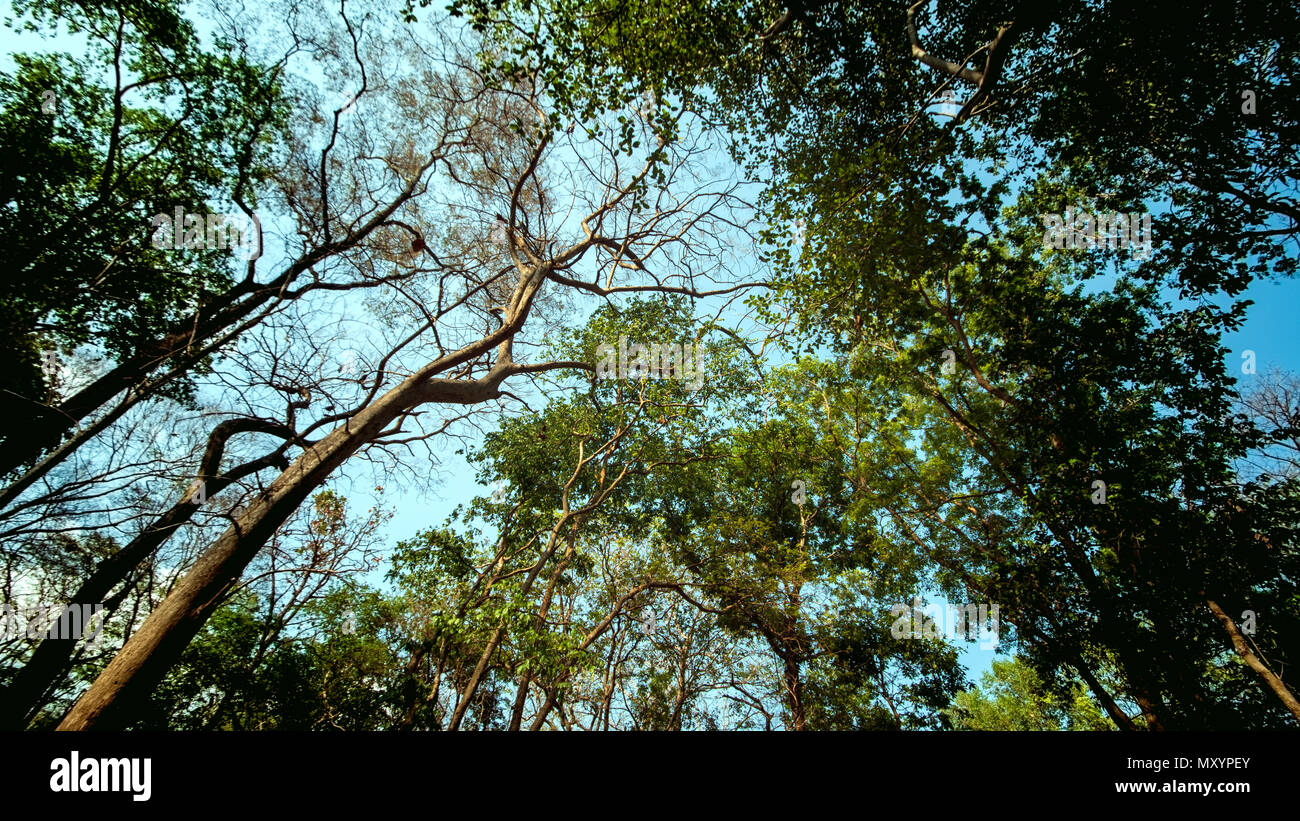 Alberi a secco, aria calda, rami senza foglie. Foto Stock