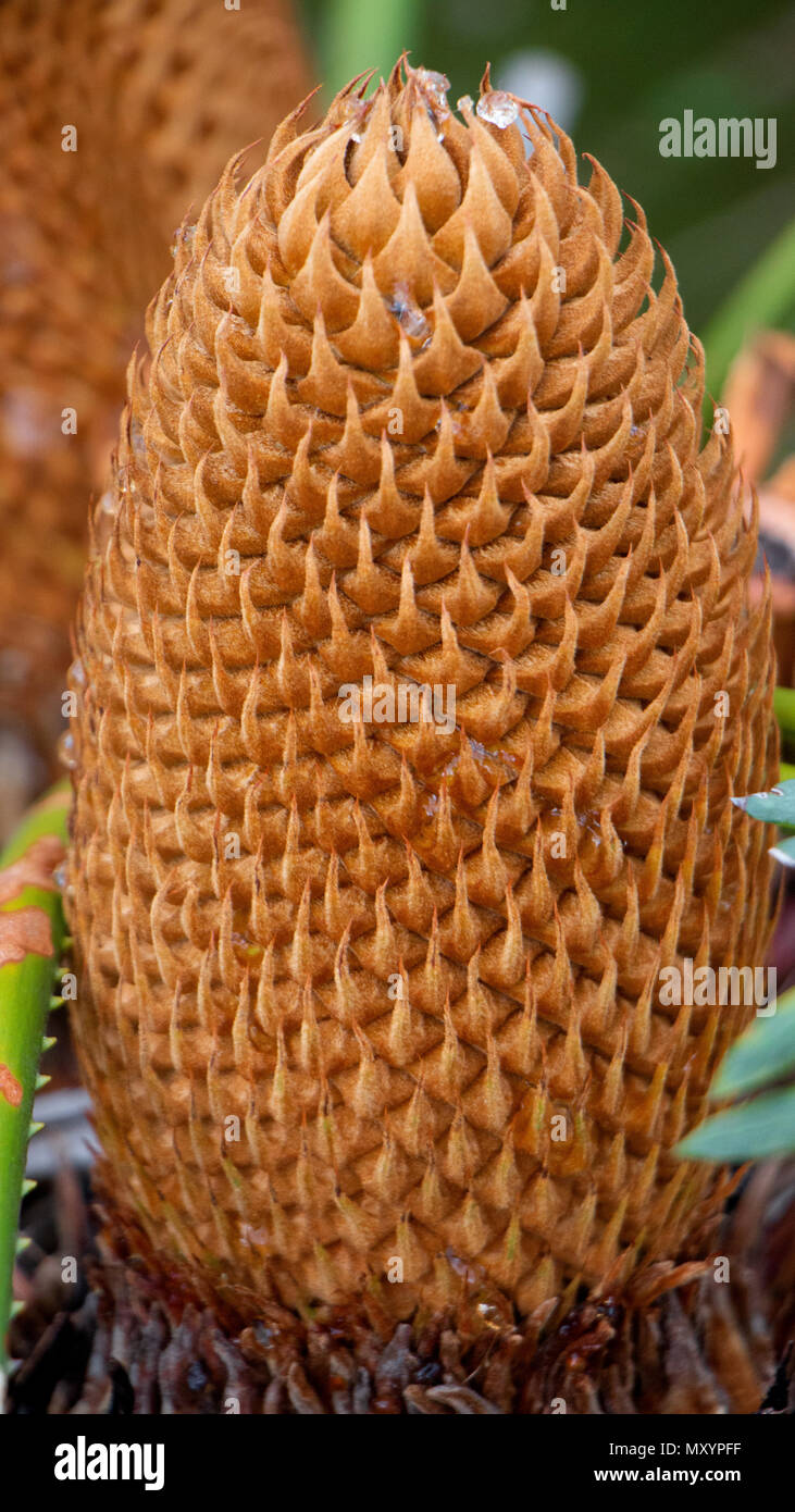 Zingiber zerumbet. Lo zenzero amaro, Zenzero Shampoo impiegati in medicina di erbe. Foto Stock