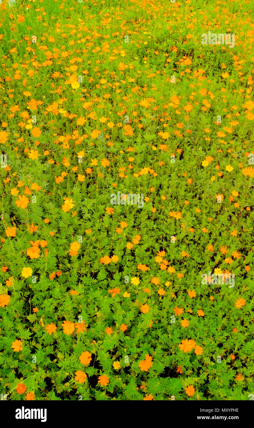 La configurazione di sfondo. Giardino e fiori di colore giallo. Foto Stock