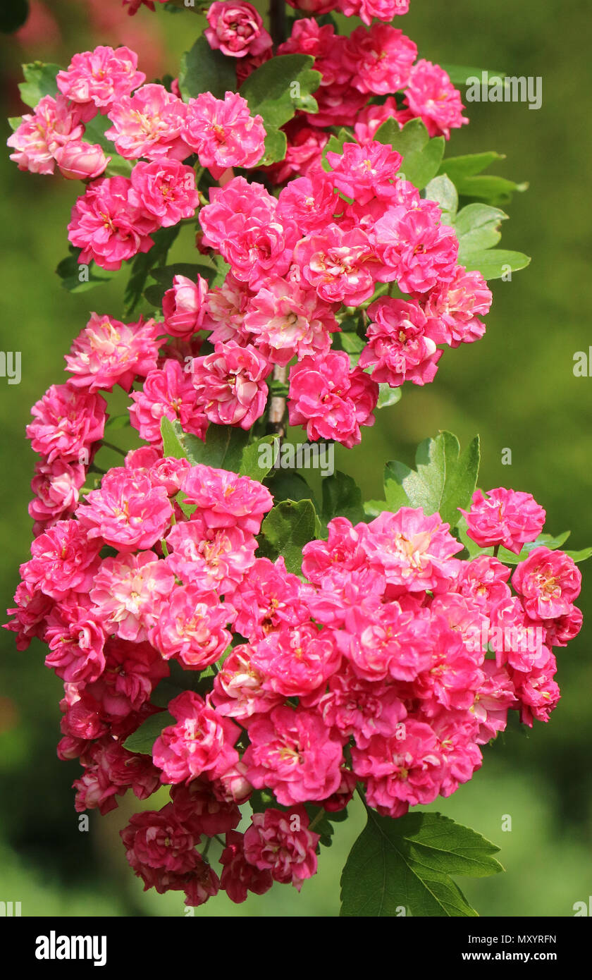 Biancospino rosa in fiore in maggio il latino crataegus laevigata o  oxyacantha famiglia rosacea o ornamentali thorn da Michael Swan Foto stock  - Alamy