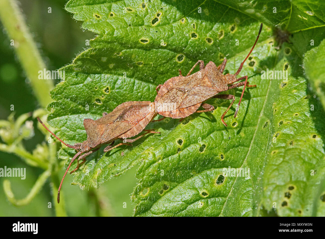 Una coniugata coppia di Dock Bugs (Coreus marginatus) Foto Stock