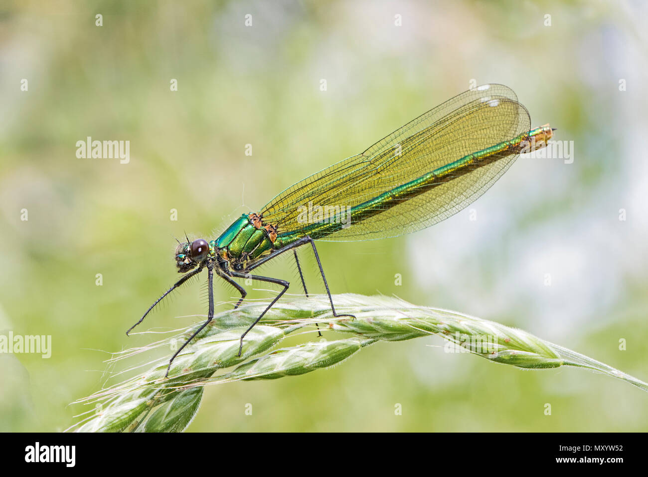 Femmina Demoiselle nastrati (Calopteryx splendens) Foto Stock