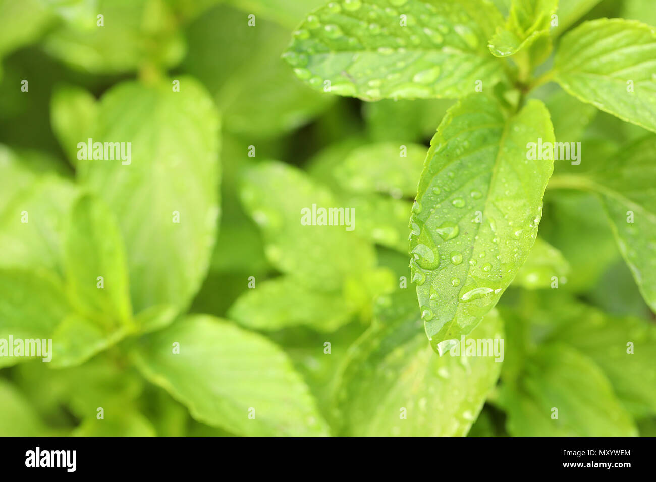 Chiudere l immagine del basilico perenial Erbe erbe impianto. Uno stile di vita sano ingrediente di cottura. Basilico vietnamita impianto. home giardinaggio bagnato dettagliate coperto di rugiada Foto Stock