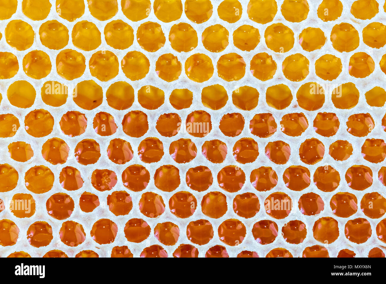 Il miele dorato goccia texture di sfondo Foto Stock