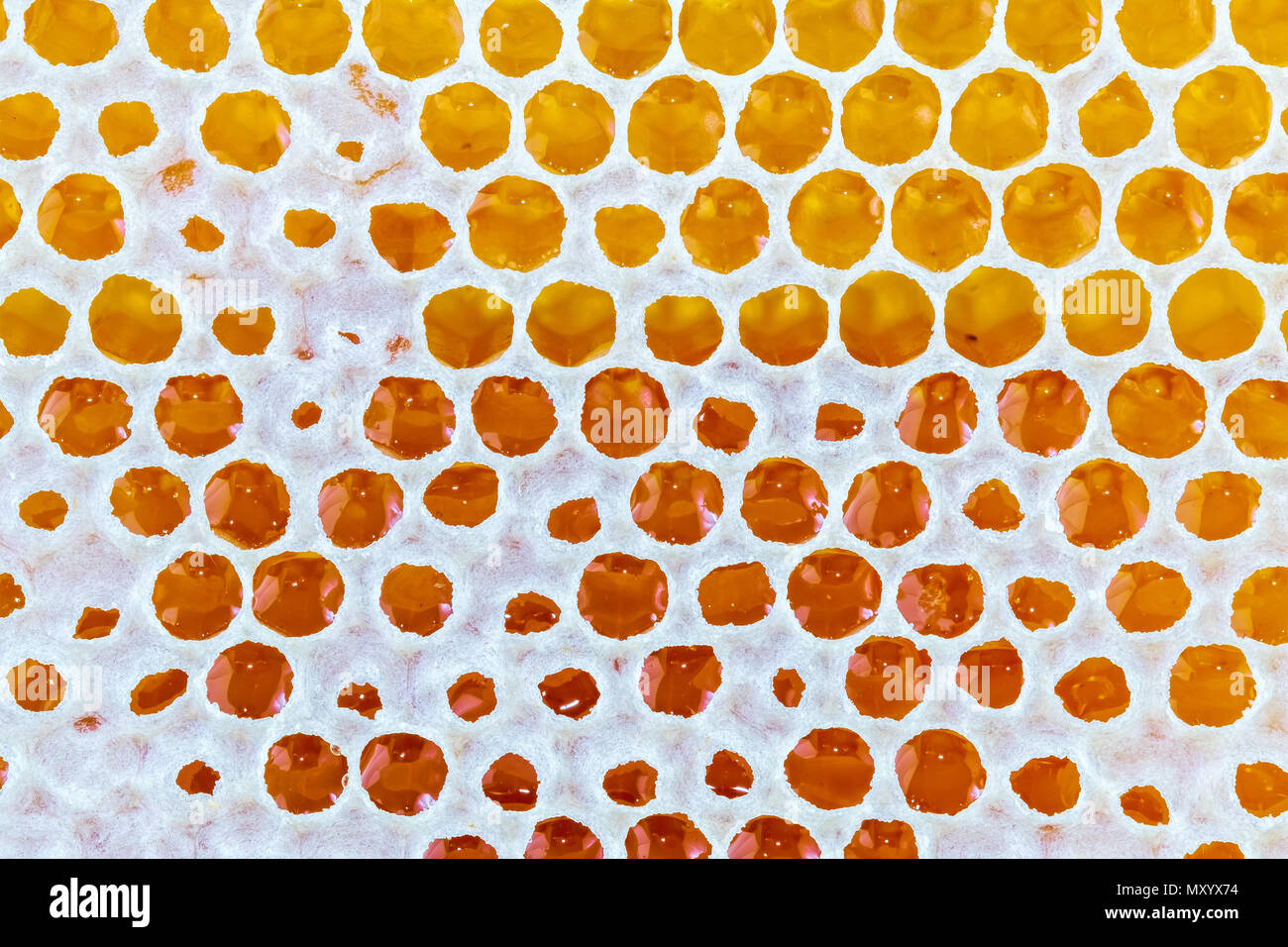 Il miele dorato goccia texture di sfondo Foto Stock