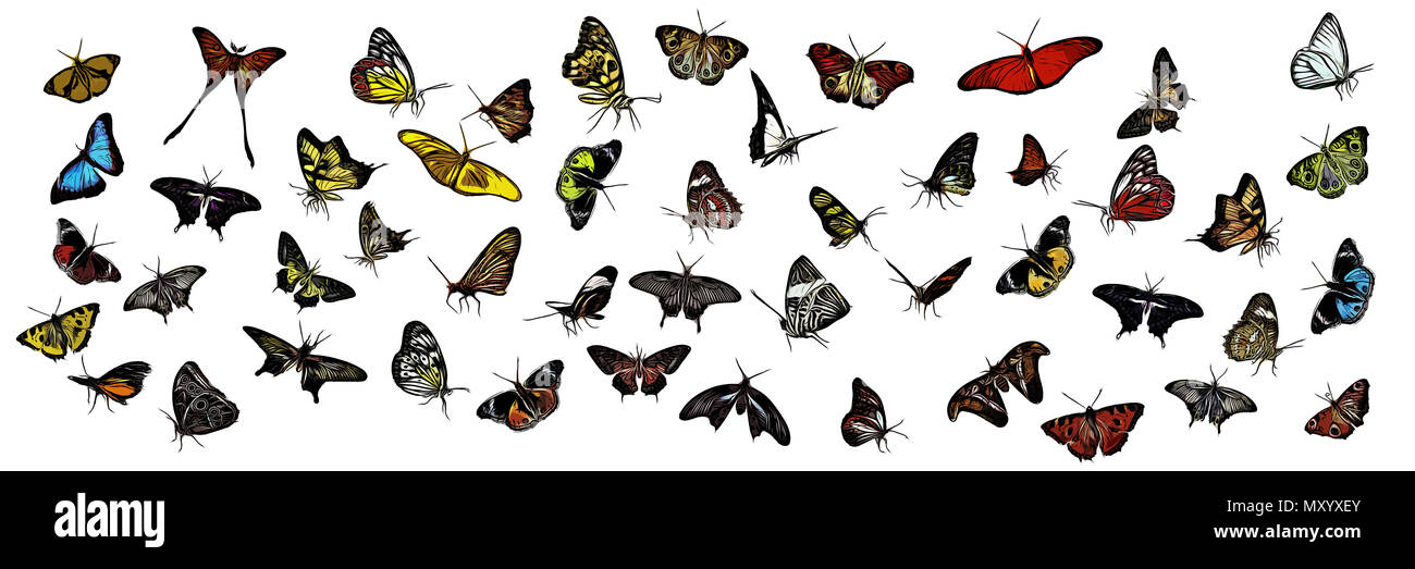 Mega collezione di farfalle illustrato. Diverse specie tutte isolate. Foto Stock