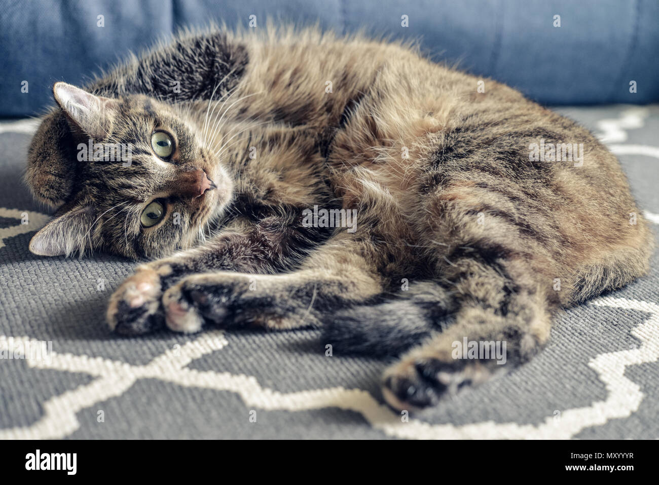 Green Eyed cute cat rilassante sul tappeto grigio Foto Stock