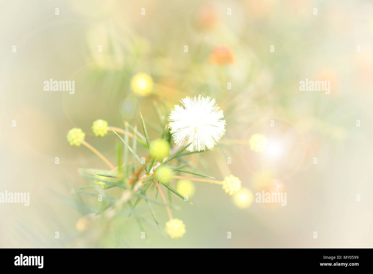 Piccolo e splendido ciuffo di graziosi fiori selvatici naturale in bloom. fragile, dolce e piuttosto la sfera di colore naturale e incontaminata. fairy wonderland o sogno Foto Stock