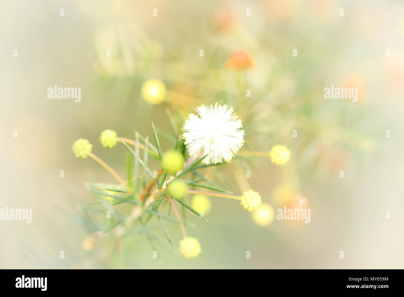 Piccolo e splendido ciuffo di graziosi fiori selvatici naturale in bloom. fragile, dolce e piuttosto la sfera di colore naturale e incontaminata. fairy wonderland o sogno Foto Stock