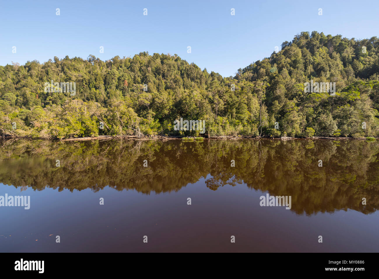 Alberi riflessa nel fiume Gordon, costa Ovest della Tasmania Foto Stock