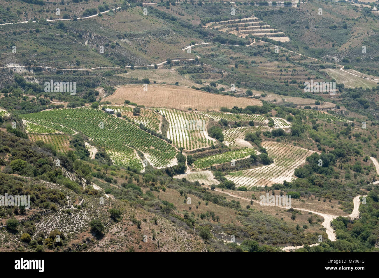 Vigneti su un terrazzamento hilside nella regione di Paphos di Cipro Foto Stock