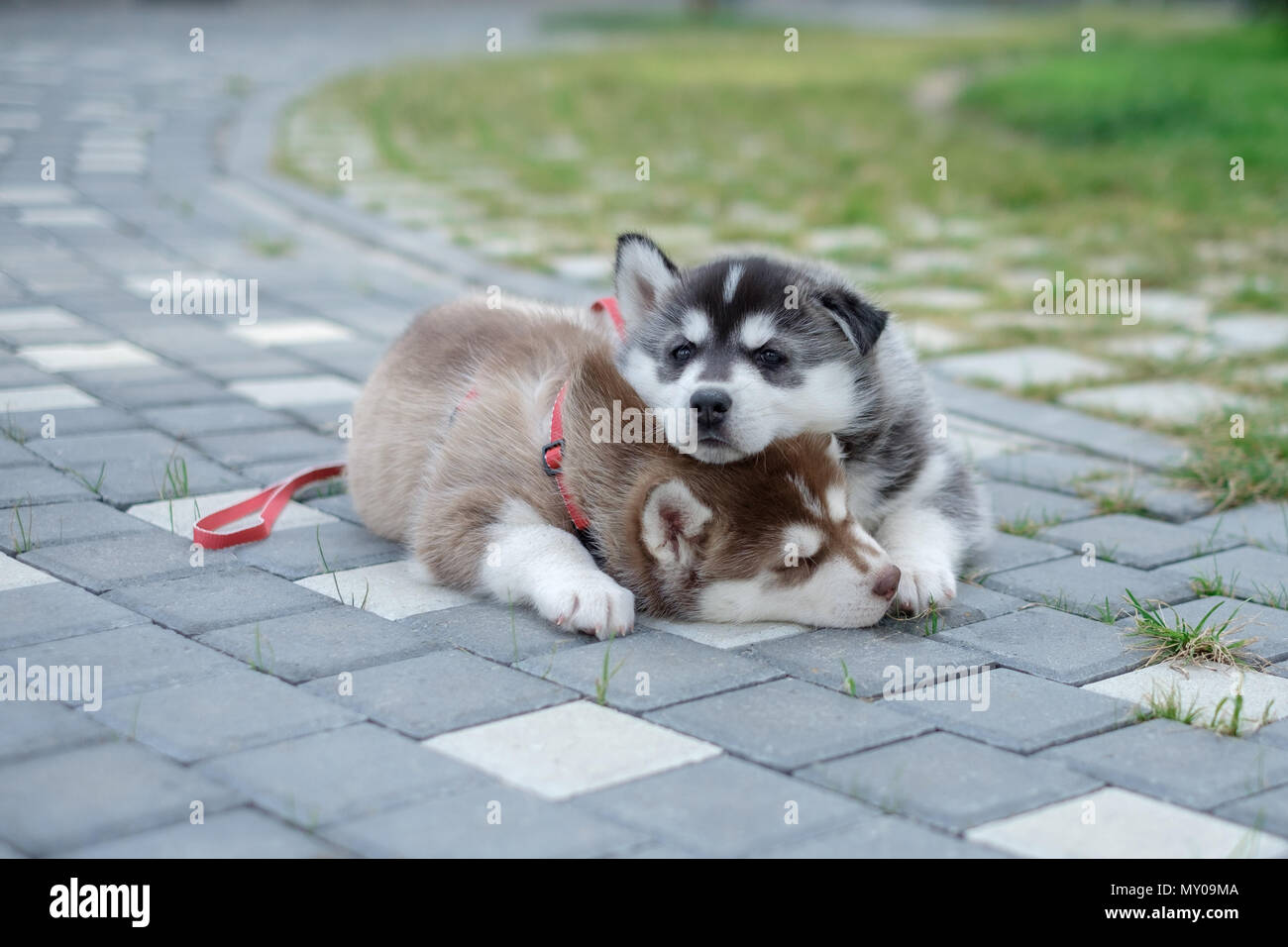Due Cuccioli Husky. Cucciolata cani dormono per strada Foto Stock
