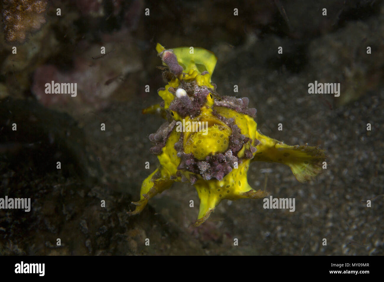 Rana pescatrice presenta verrucosa (Antennarius maculatus). La foto è stata scattata in Anilao, Filippine Foto Stock