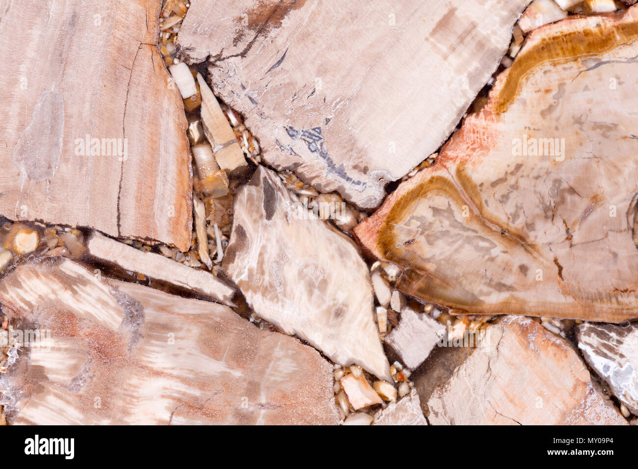 Strict legno pietrificato texture in marrone chiaro tono. Foto Stock