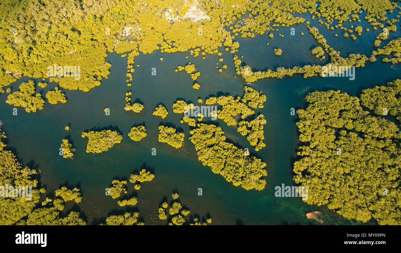 Vista aerea della foresta di mangrovie e il fiume sulla Siargao island. Giungle di mangrovie, alberi, river. Paesaggio di mangrovie. Filippine. Foto Stock