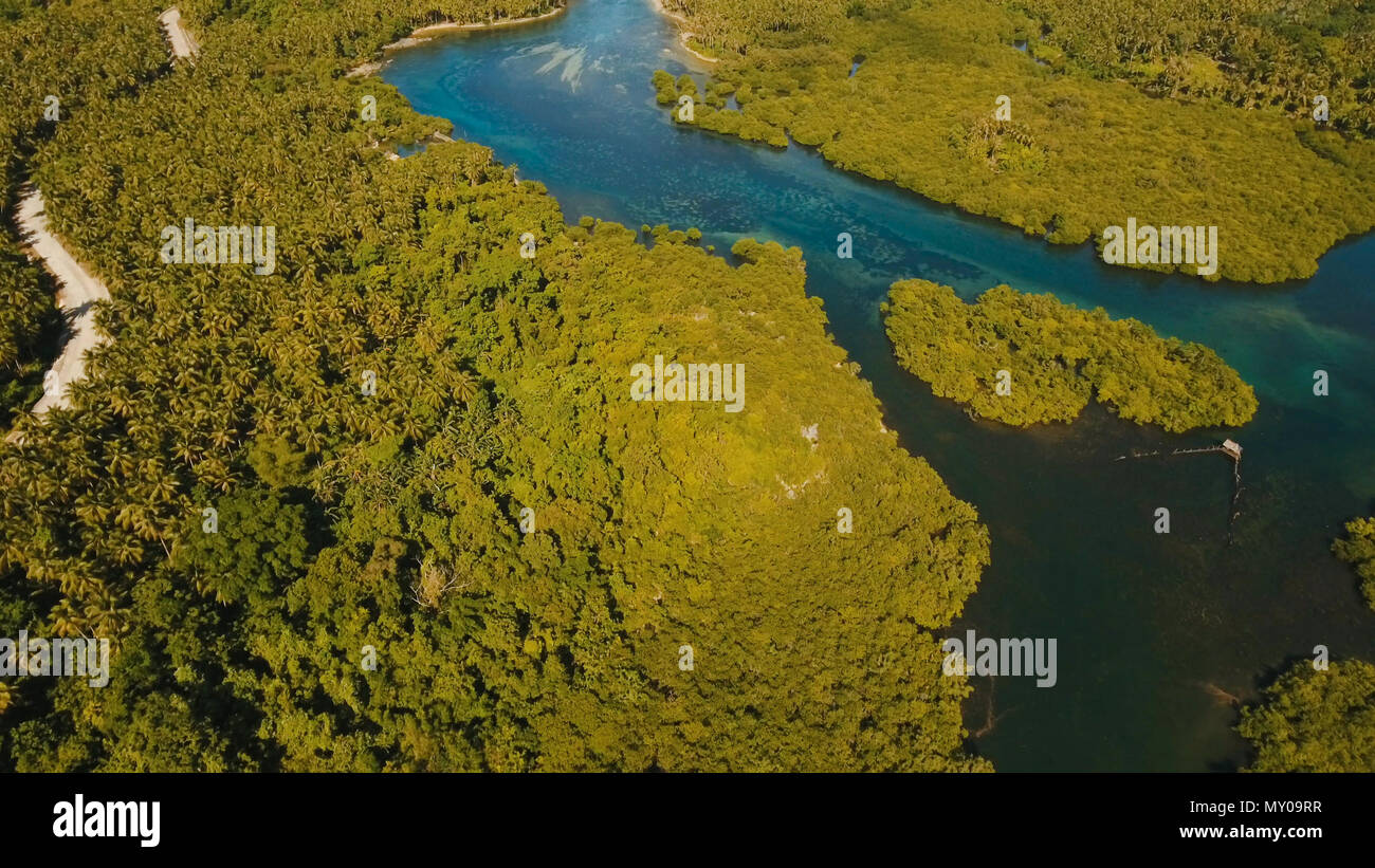Vista aerea della foresta di mangrovie e il fiume sulla Siargao island. Giungle di mangrovie, alberi, river. Paesaggio di mangrovie. Filippine. Foto Stock