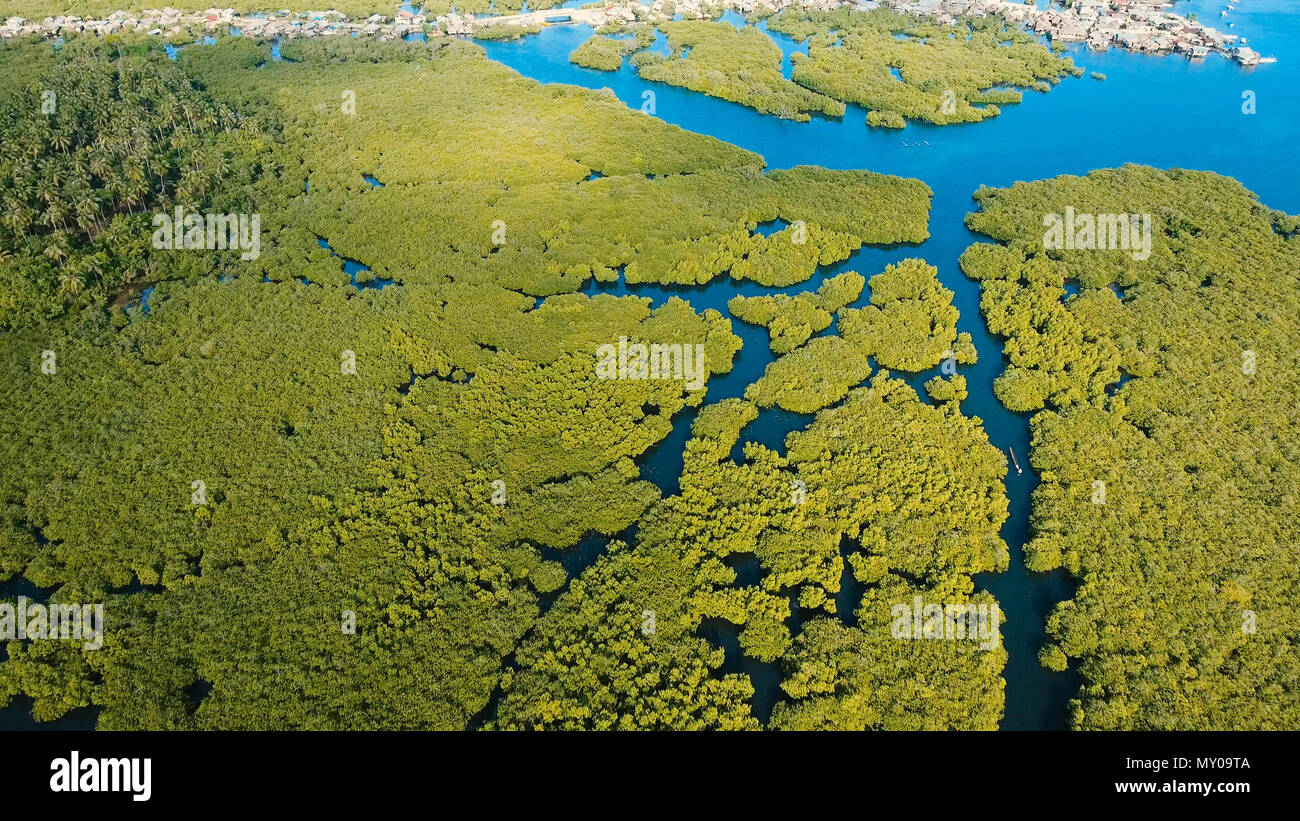 Vista aerea della foresta di mangrovie e il fiume sulla Siargao island. Giungle di mangrovie, alberi, river. Paesaggio di mangrovie. Filippine. Foto Stock