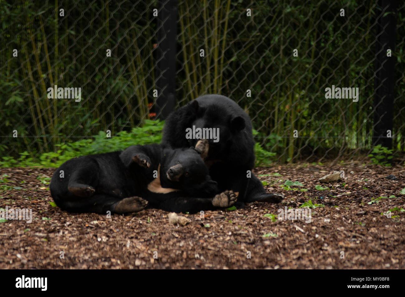 Black Bear in Pairi Daiza zoo,Belgio Foto Stock