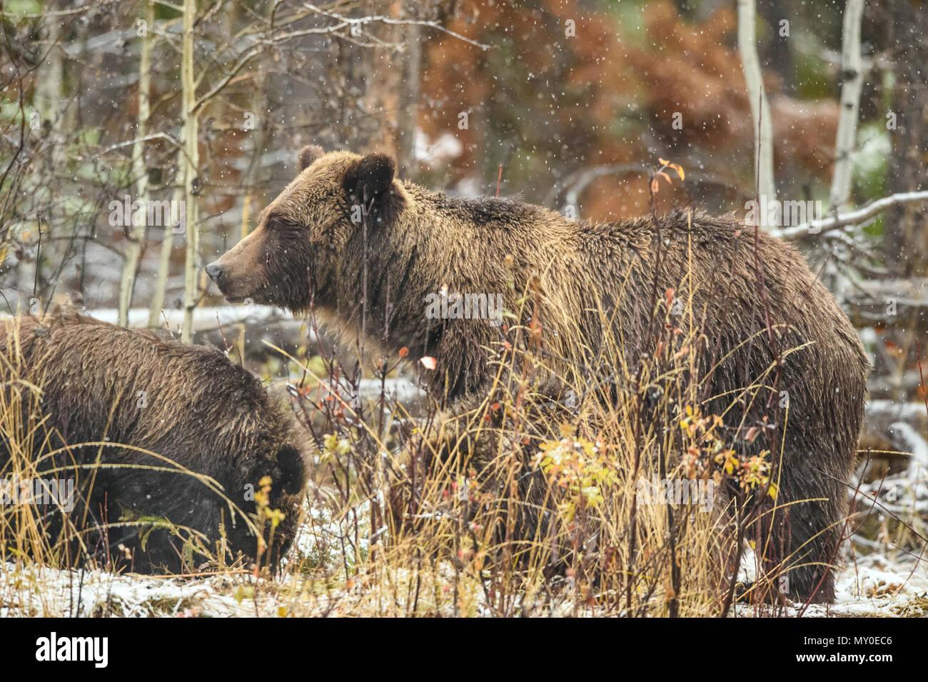 Orso grizzly (Ursus arctos)- famiglia della madre e cuccioli in appoggio nei boschi al di sopra di un fiume di salmoni, Chilcotin deserto, British Columbia BC, Canada Foto Stock