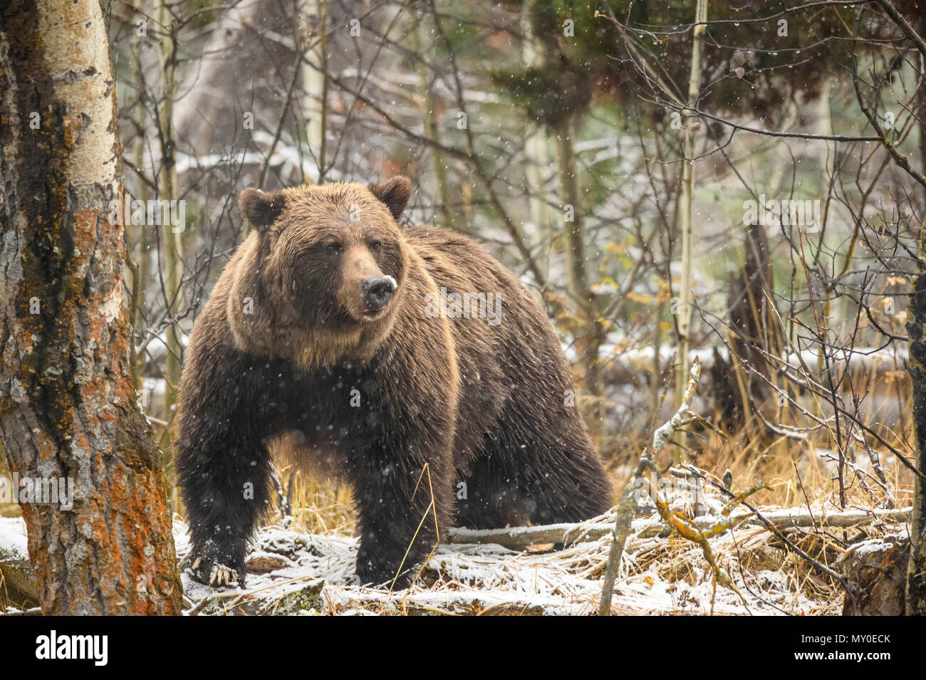Orso grizzly (Ursus arctos)- famiglia della madre e cuccioli in appoggio nei boschi al di sopra di un fiume di salmoni, Chilcotin deserto, British Columbia BC, Canada Foto Stock