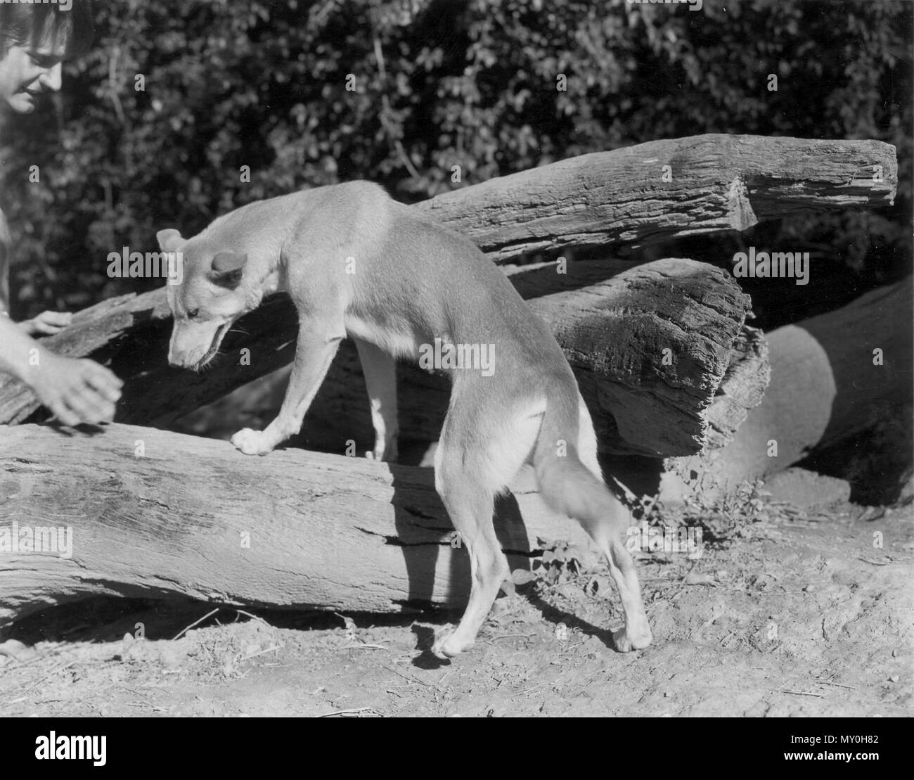 Dingo, D Fleays, maggio 1968. Dal patrimonio del Queensland Registerid=601389 ) . Il David Fleay Wildlife Park è stata fondata da David Fleay nel 1951 come un luogo di ricerca e di istruzione. David Howells Fleay nacque a Ballarat nel 1907 e stabilito un interesse nel bush australiano e la sua flora e fauna in età precoce. Fleay accettato un insegnamento posizione a Ballarat Grammar School e, nel 1927, si trasferì a Melbourne dove ha insegnato mentre studiando per una laurea e un diploma di istruzione a Melbourne University. A Melbourne University ha incontrato i compagni di science student, Maria Sigrid Foto Stock