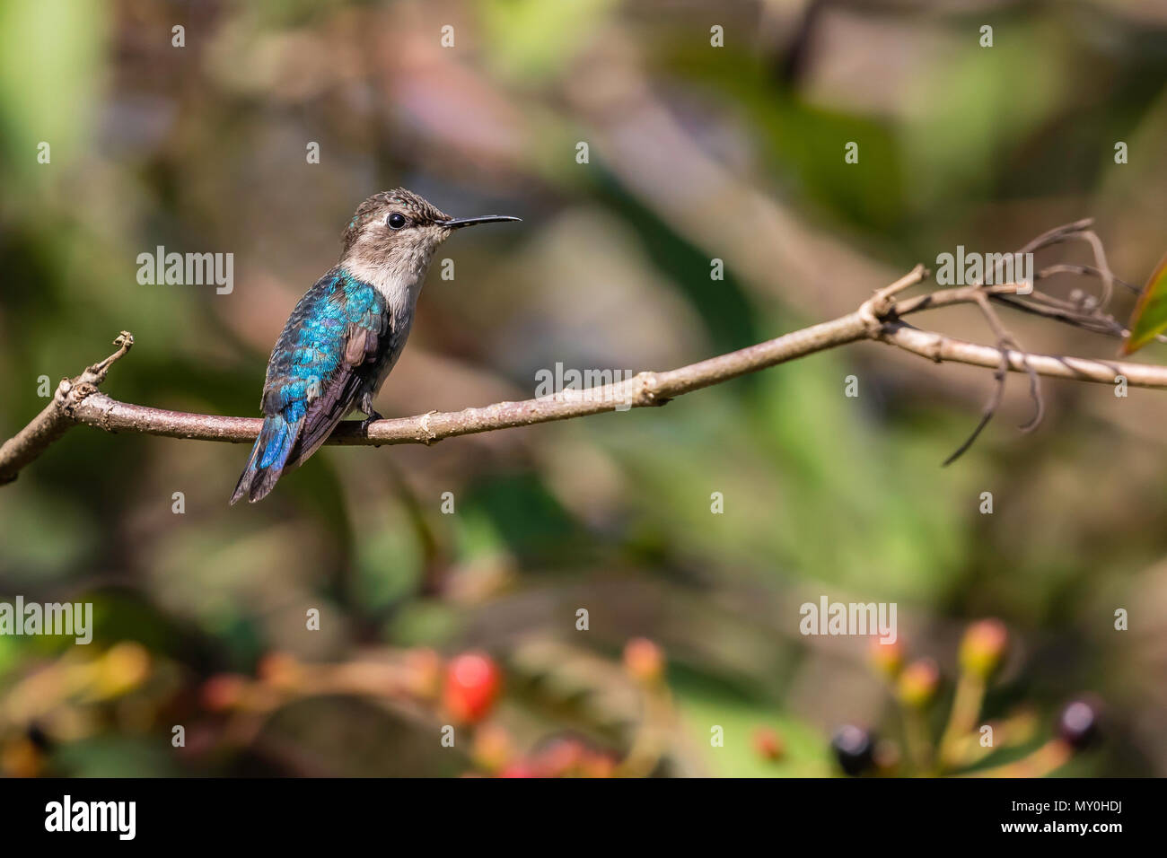 Una selvaggia femmina adulta bee hummingbird, Mellisuga helenae, Zapata Parco Nazionale di Cuba. Foto Stock