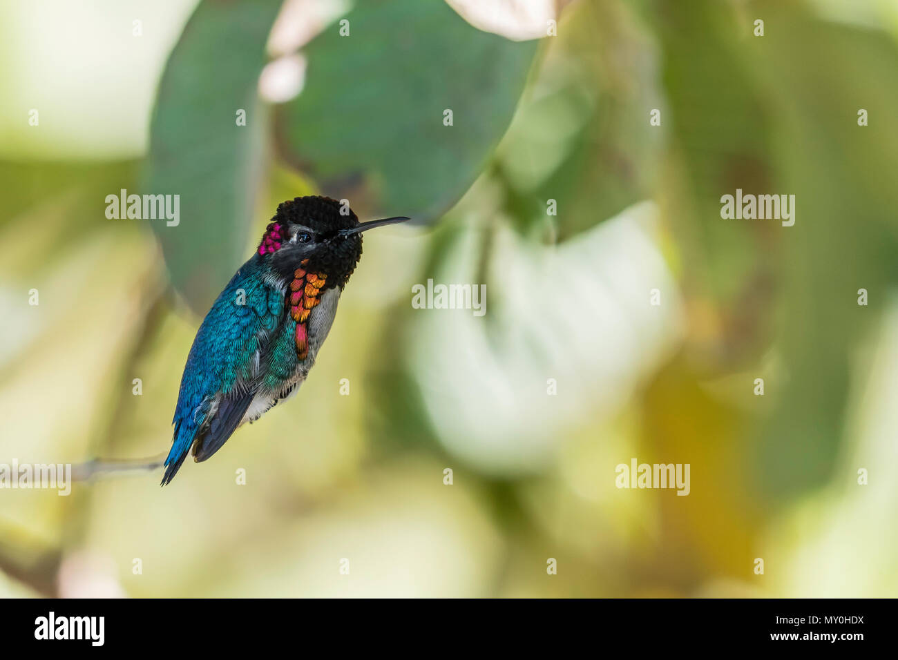 Un selvaggio maschio adulto bee hummingbird, Mellisuga helenae, Zapata Parco Nazionale di Cuba. Foto Stock