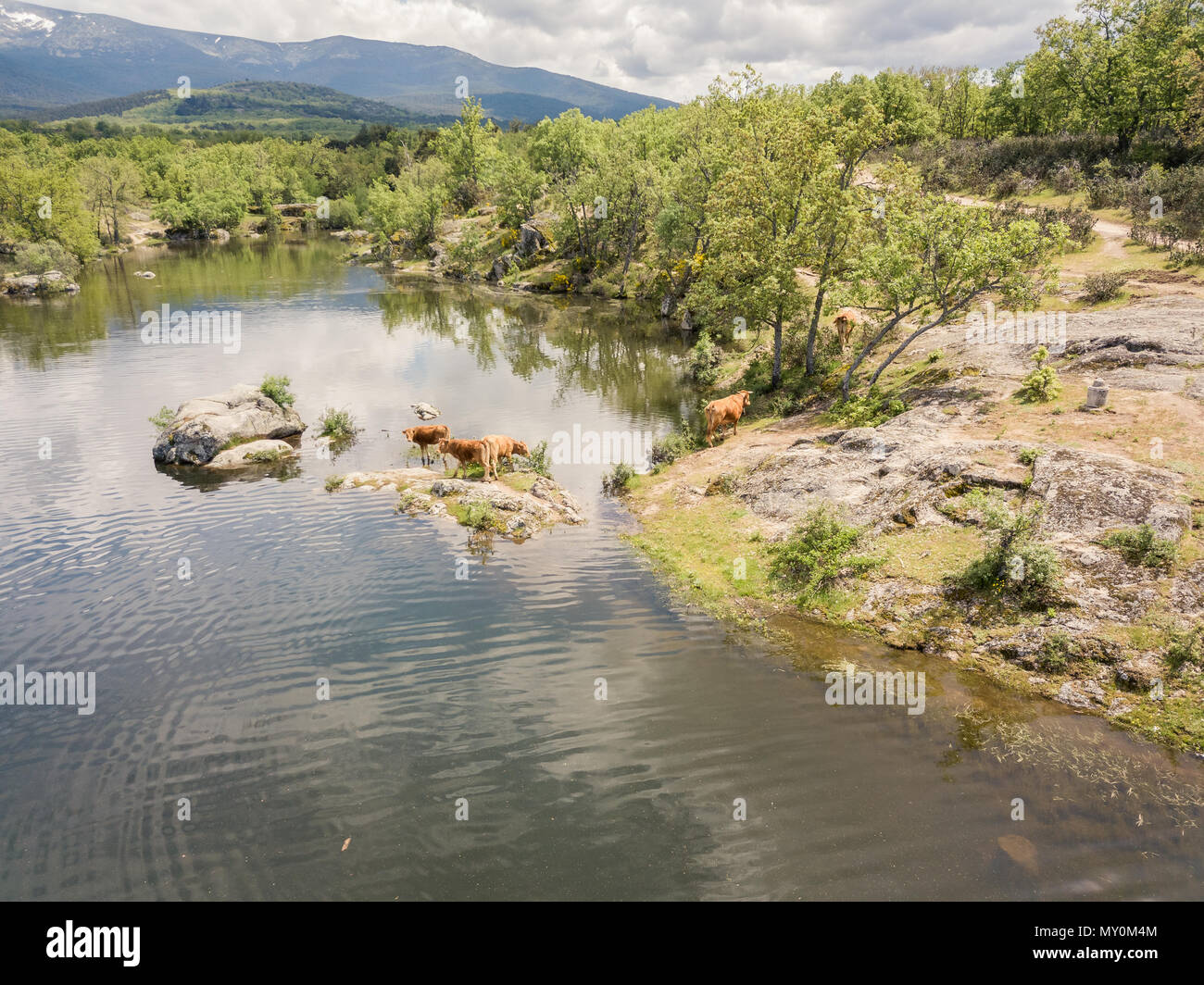 Le vacche nel lago Foto Stock
