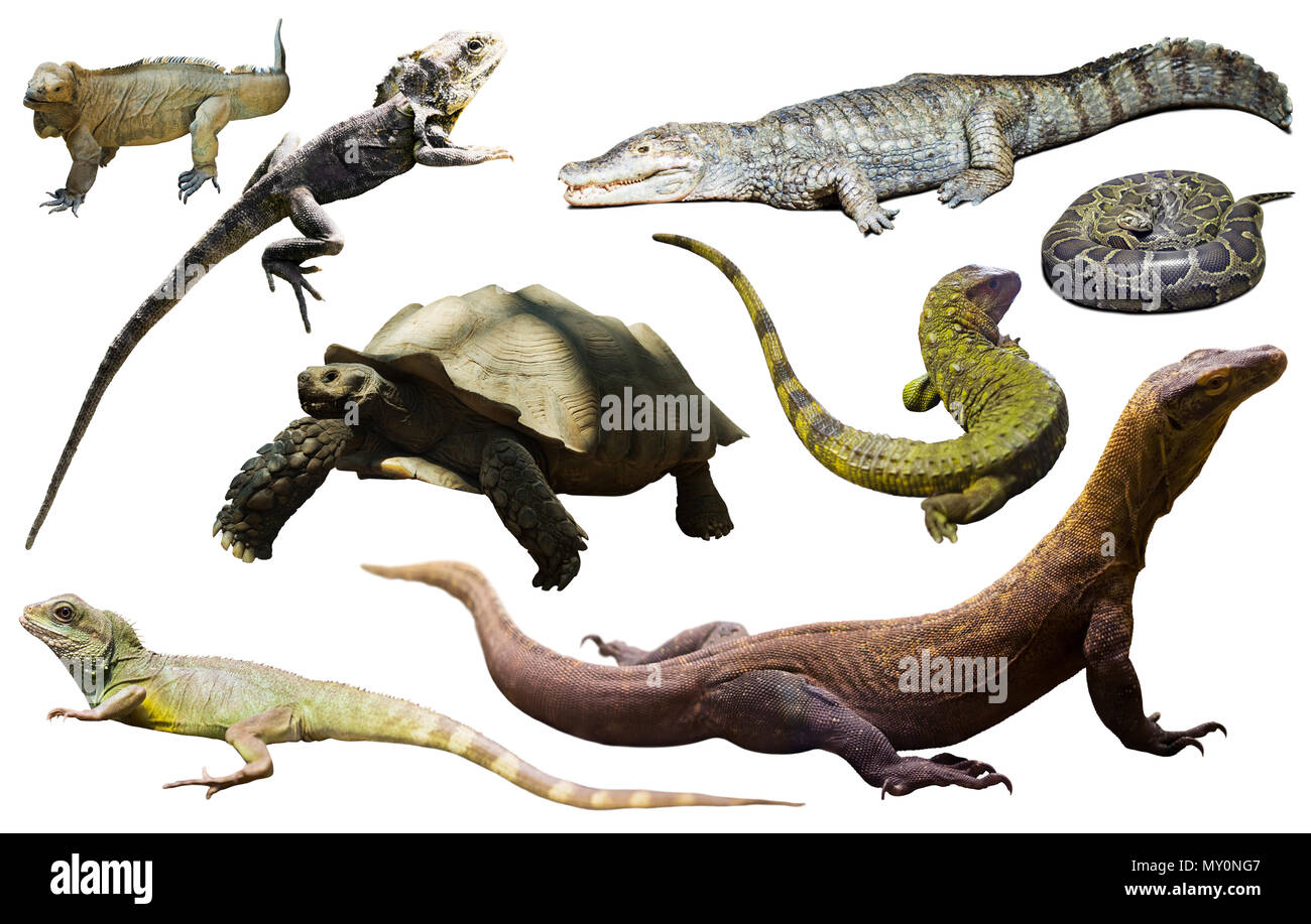 Assortimento di rettili differenti isolati su sfondo bianco Foto Stock