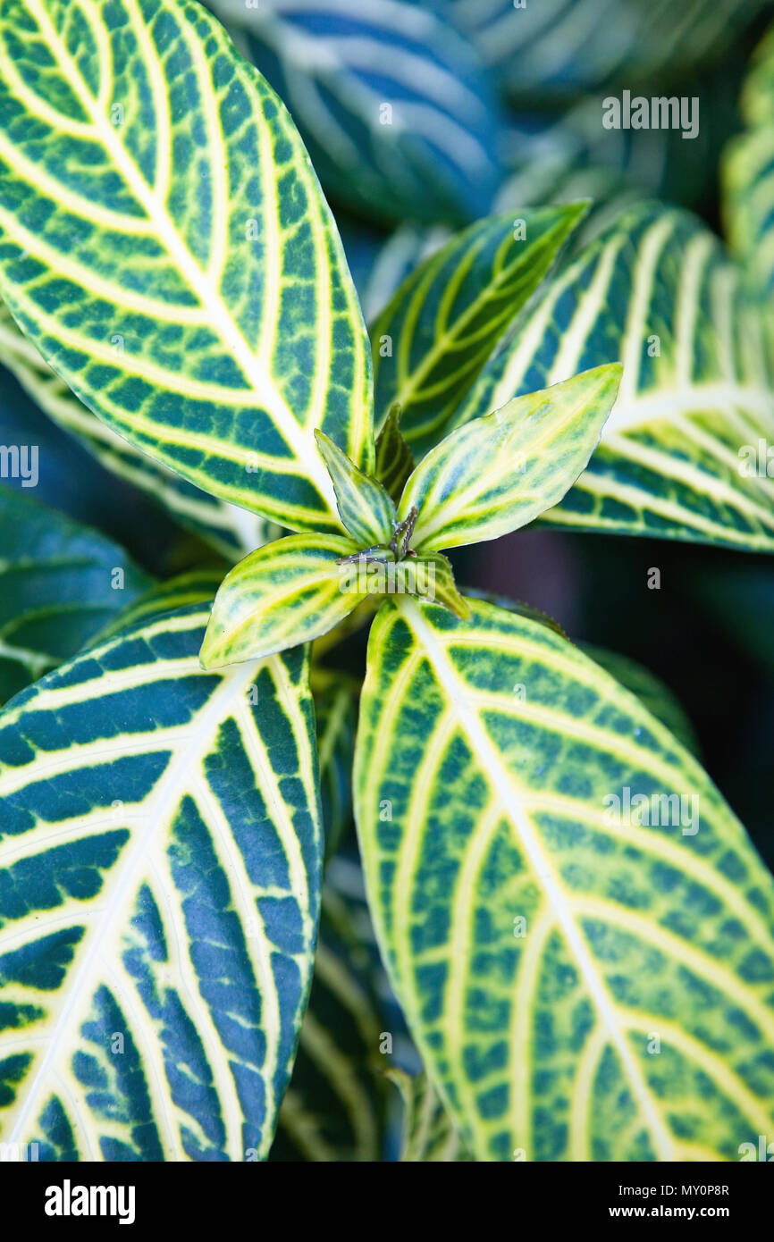 Foglie di esotico impianto Sanhezia close-up. Senza le persone. Foto Stock