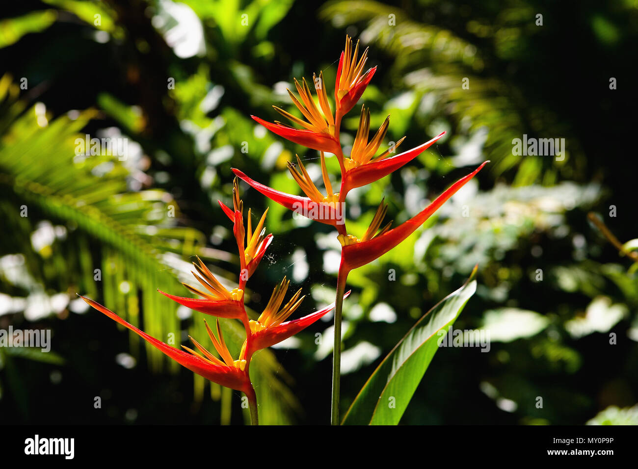 Bellissime piante esotiche e spider web close-up. Senza le persone. Foto Stock