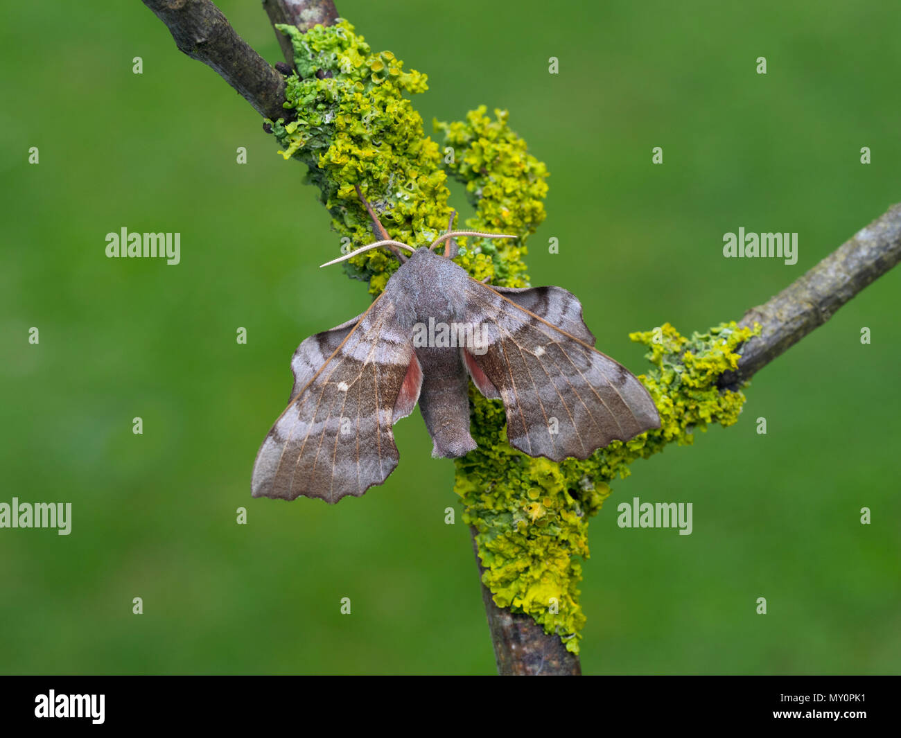 Il PIOPPO Hawk-moth Laothoe populi Foto Stock