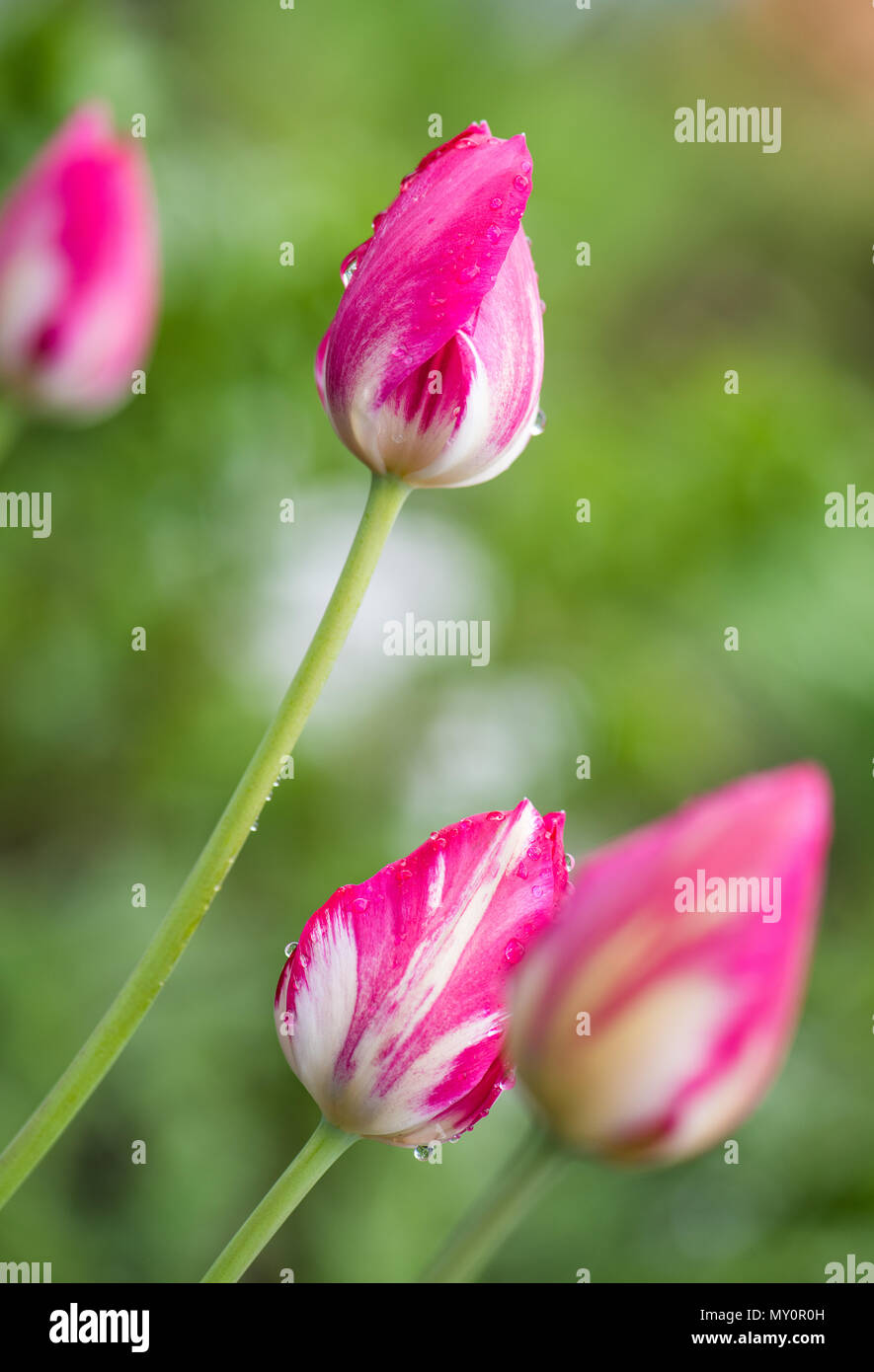 Acqua goccia a pink tulip Foto Stock