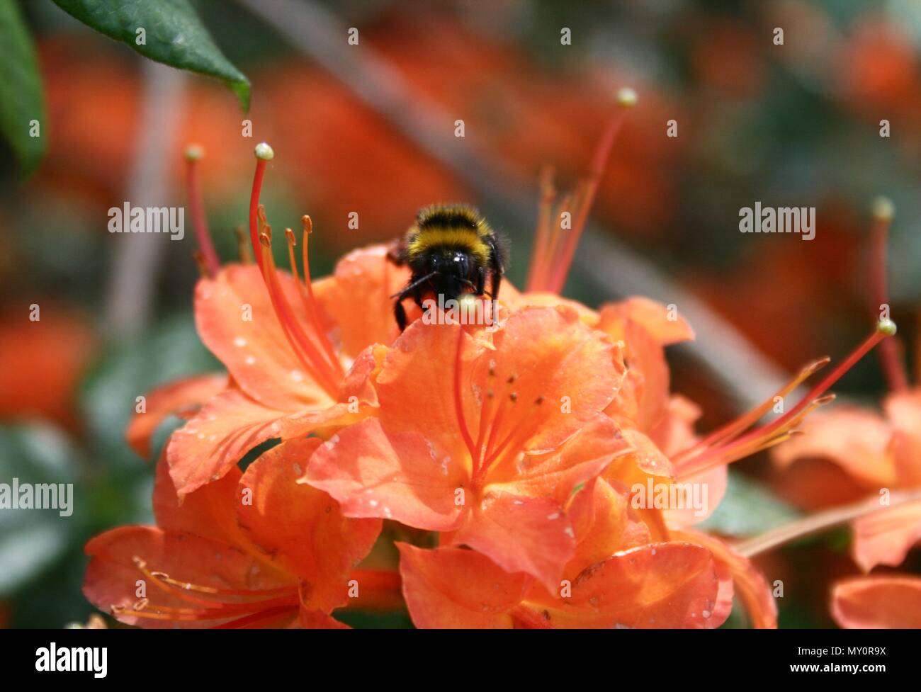 Bombus raccoglie il nettare e polline su un arancio azalea su una sfocatura sullo sfondo, close up Foto Stock