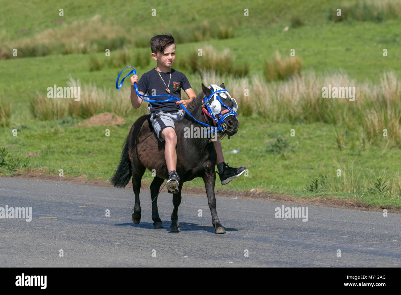 Kirkby Stephen, Cumbria, Regno Unito. 5 Giugno, 2018. Meteo. 05/06/2018. I membri della comunità di viaggio testa per Appleby Horse Fair come le strade in Cumbria & Le Yorkshire Dales offrono il pascolo per il loro cavalli di Cob en-Rout per il loro incontro annuale. La fiera dei cavalli si svolge ogni anno all inizio di giugno. Esso attira circa 10.000 gli zingari e i girovaghi e circa 30.000 altre persone. Piuttosto che un evento organizzato con un programma impostato, è classificato come il più grande zingaro tradizionale fiera in Europa, uno che è come una grande famiglia ottenere insieme. Credito: MediaWorldImas/AlamyLiveNews Foto Stock