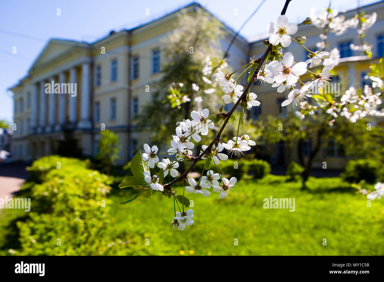 Manor Gorenki e un ramo di fioritura di ciliegio. Senza le persone. Foto Stock