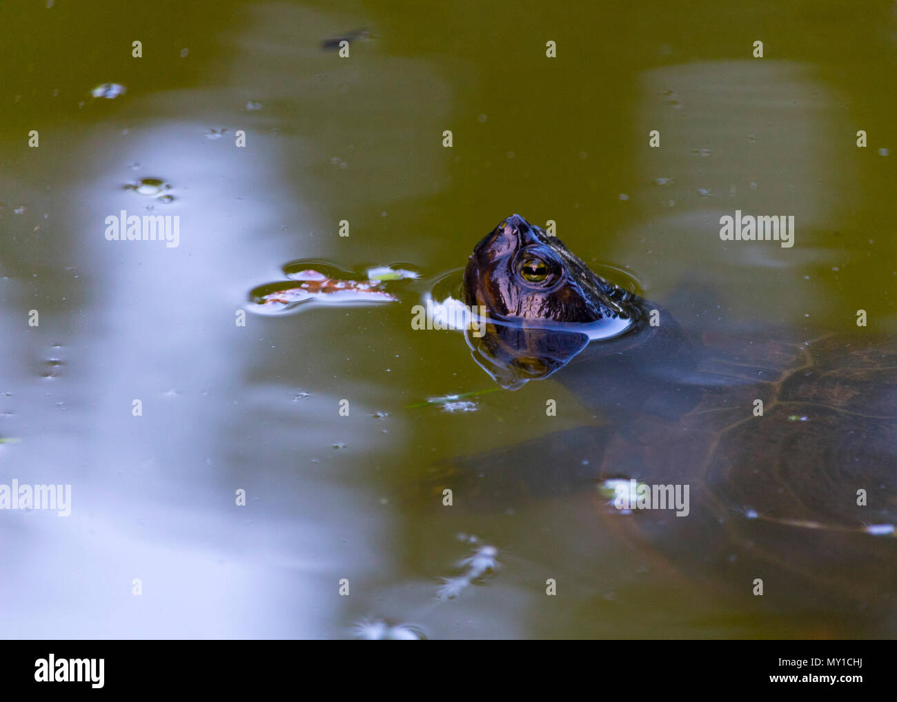 Prendere il sole della bella turtle in stagno in un giorno di primavera Foto Stock