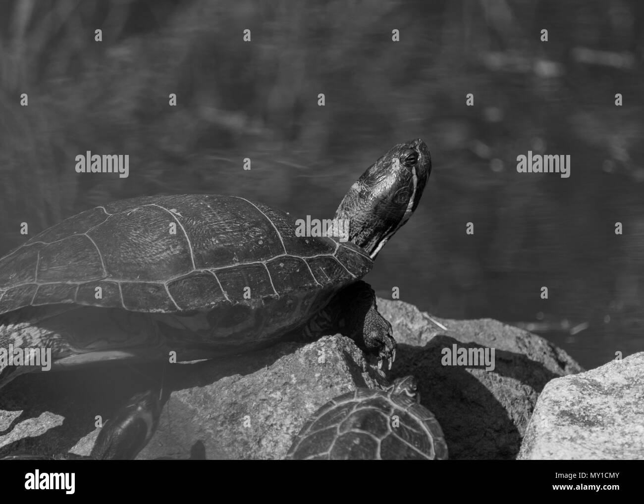 Prendere il sole della bella turtle in stagno in un giorno di primavera Foto Stock