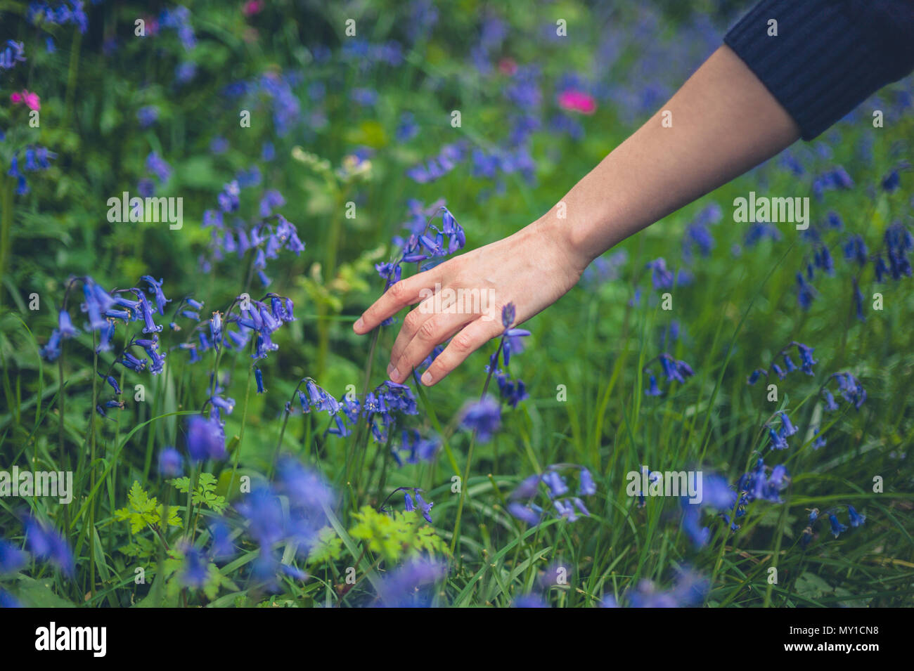 La mano di una giovane donna di toccare bluebells Foto Stock