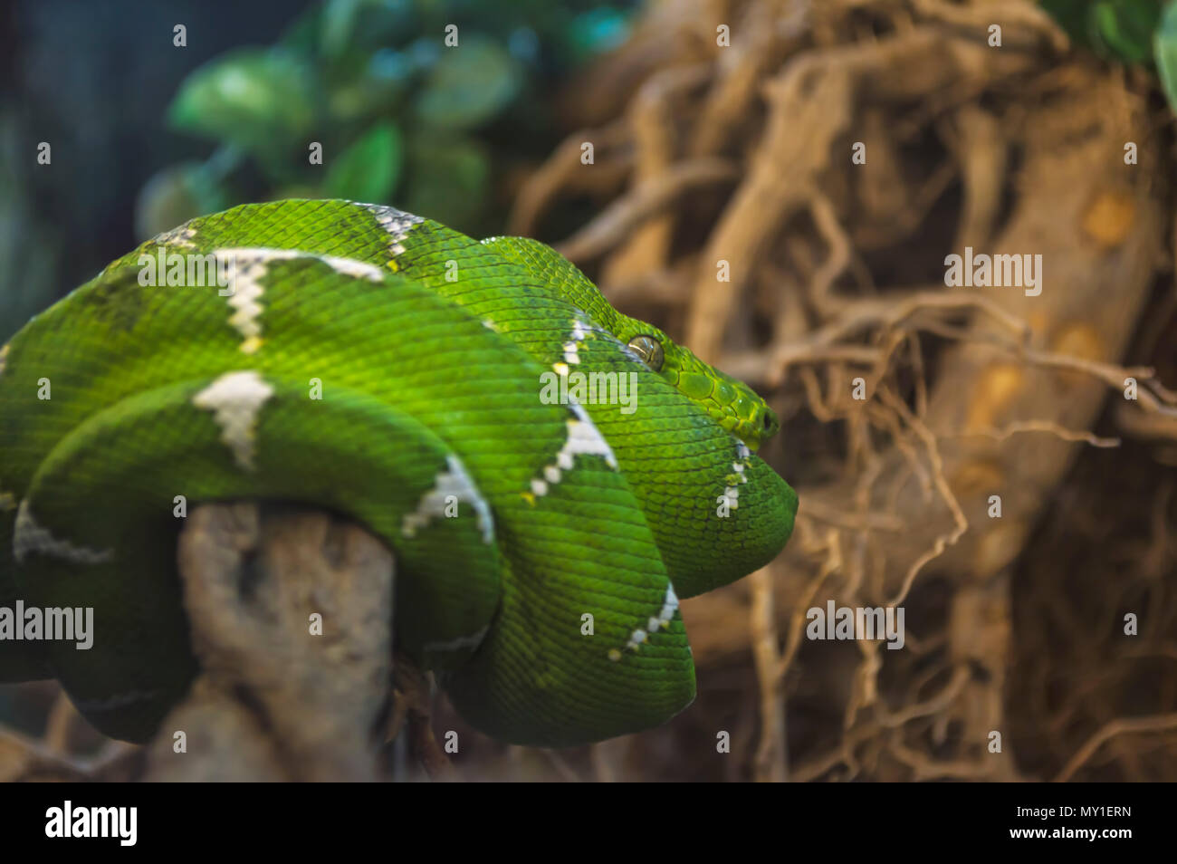Emerald Tree Boa. Un primo piano di un serpente verde chiamato 'Emerald Tree Boa' arricciato su un ramo di albero. Messa a fuoco selettiva Foto Stock