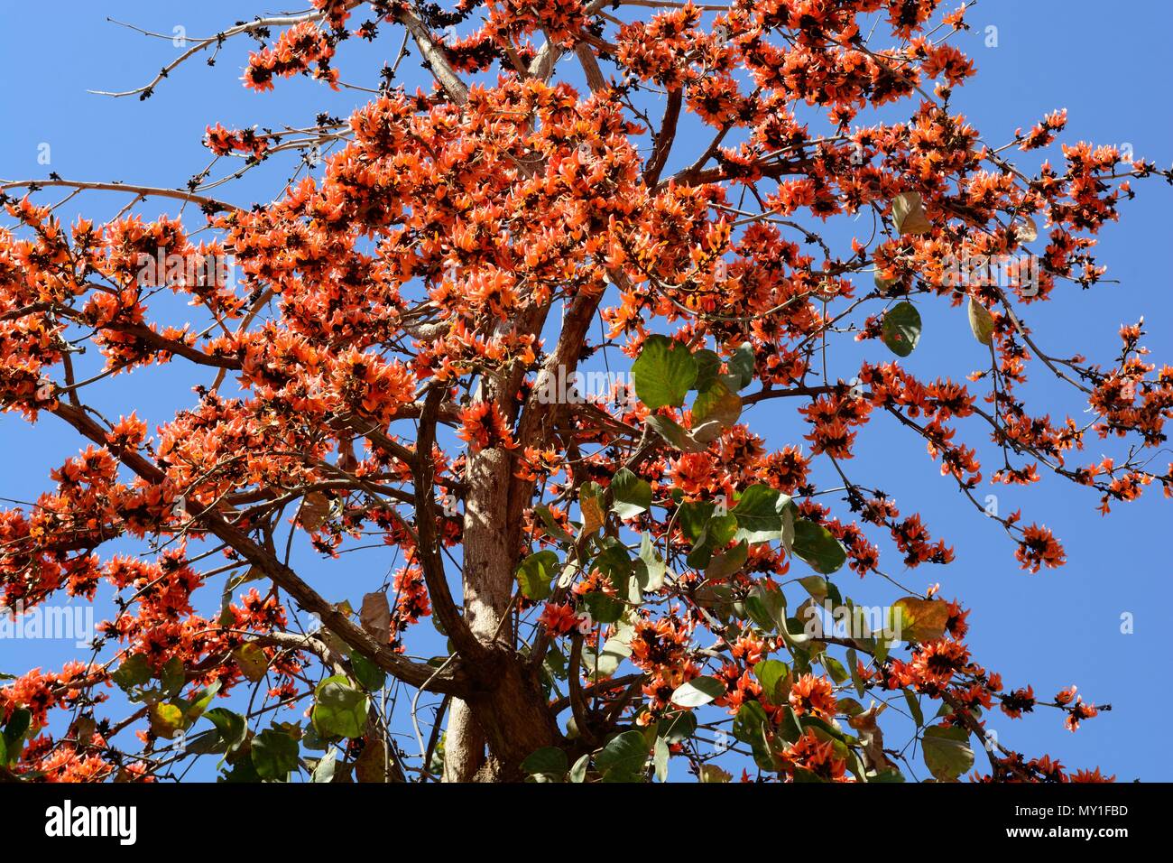 Indian Flame Tree Delonix regia Gulmohar tree fiori contro un luminoso cielo blu Rajasthan in India Foto Stock