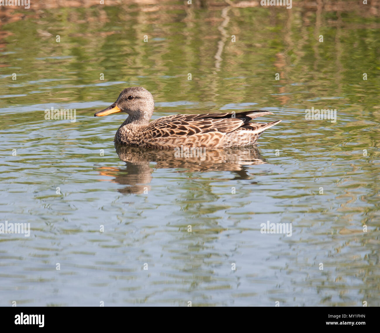 Canapiglia 2018 Mareca Strepera Foto Stock