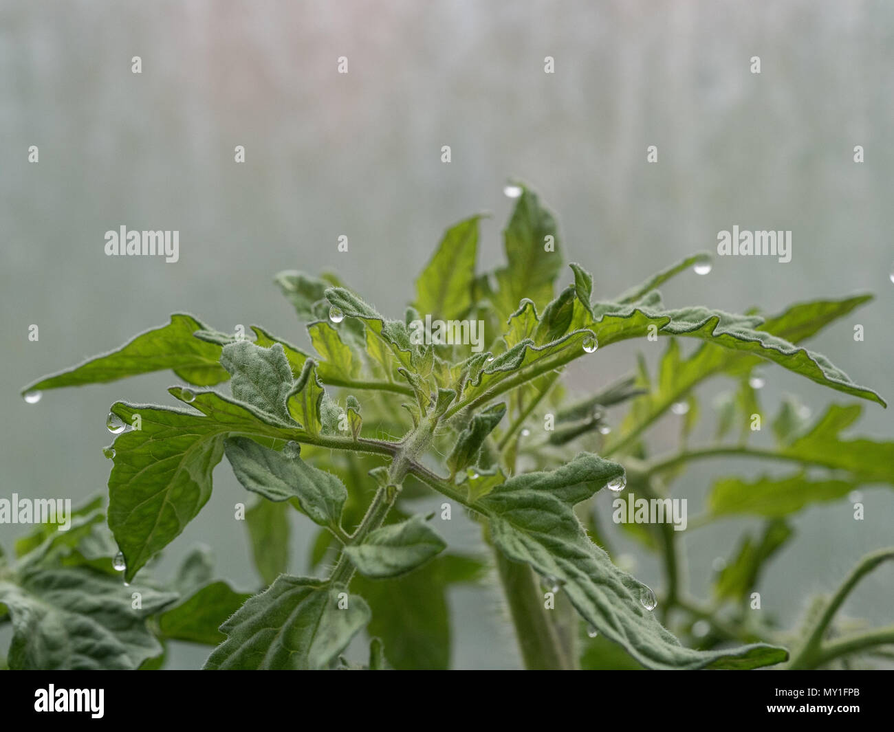 Foglie di pomodoro che mostra le goccioline di acqua in corrispondenza dei bordi causata dal processo di gutation Foto Stock