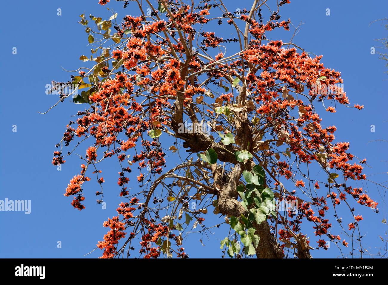 Indian Flame Tree Delonix regia Gulmohar tree fiori contro un luminoso cielo blu Rajasthan in India Foto Stock