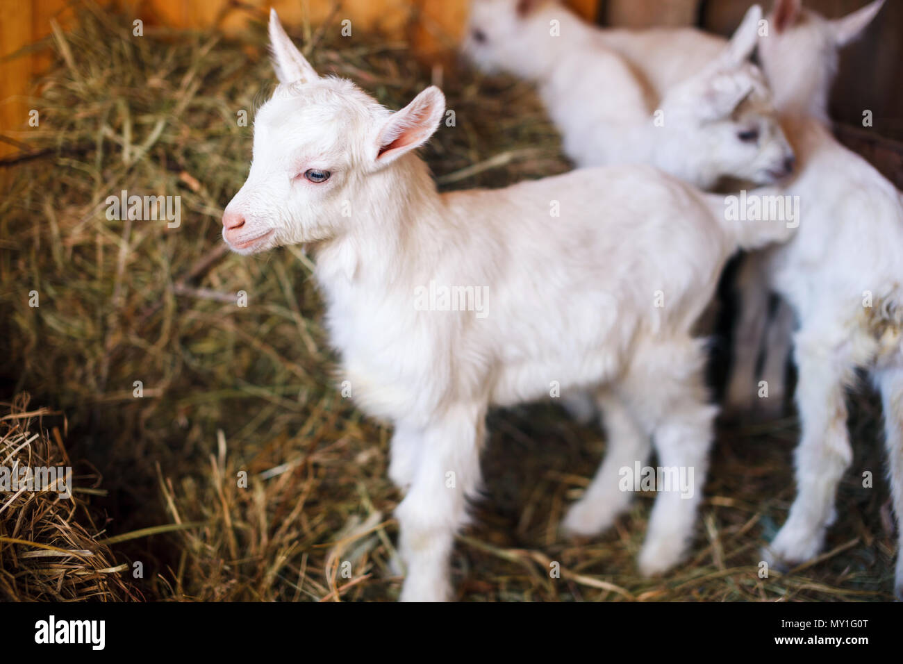 Il bianco e il simpatico baby capre in un granaio. Foto Stock