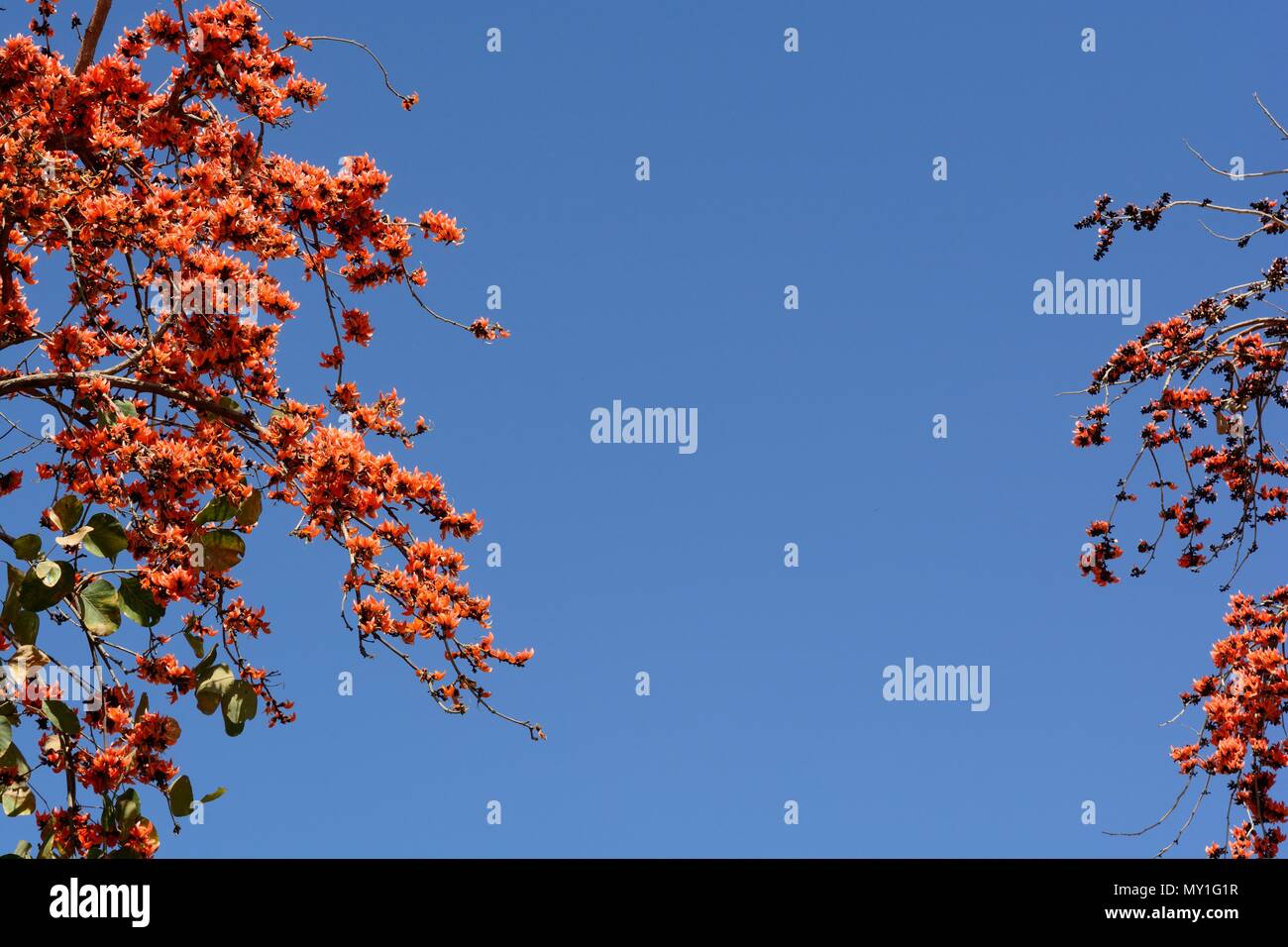 Indian Flame Tree Delonix regia Gulmohar tree fiori contro un luminoso cielo blu Rajasthan in India Foto Stock