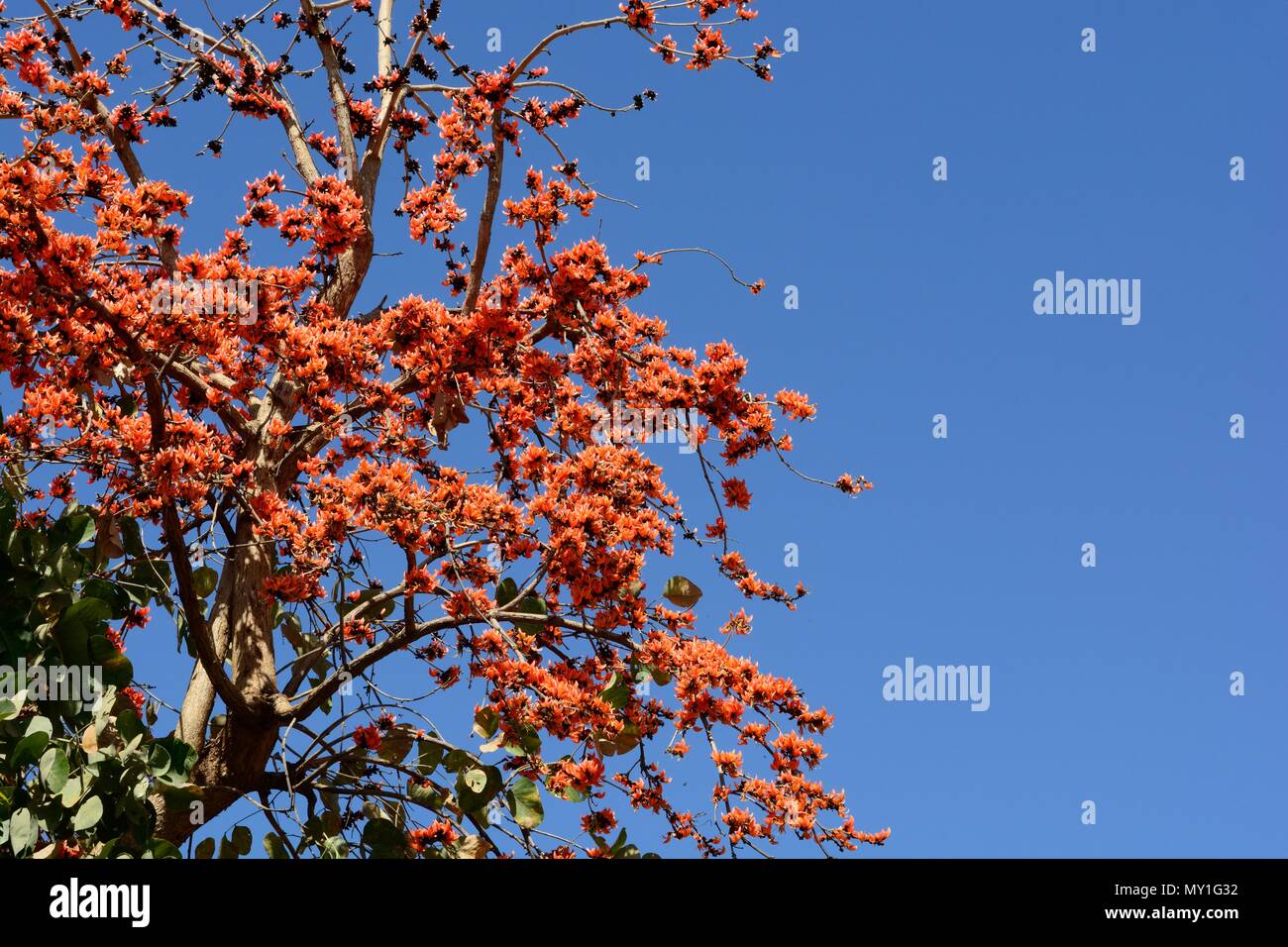 Indian Flame Tree Delonix regia Gulmohar tree fiori contro un luminoso cielo blu Rajasthan in India Foto Stock