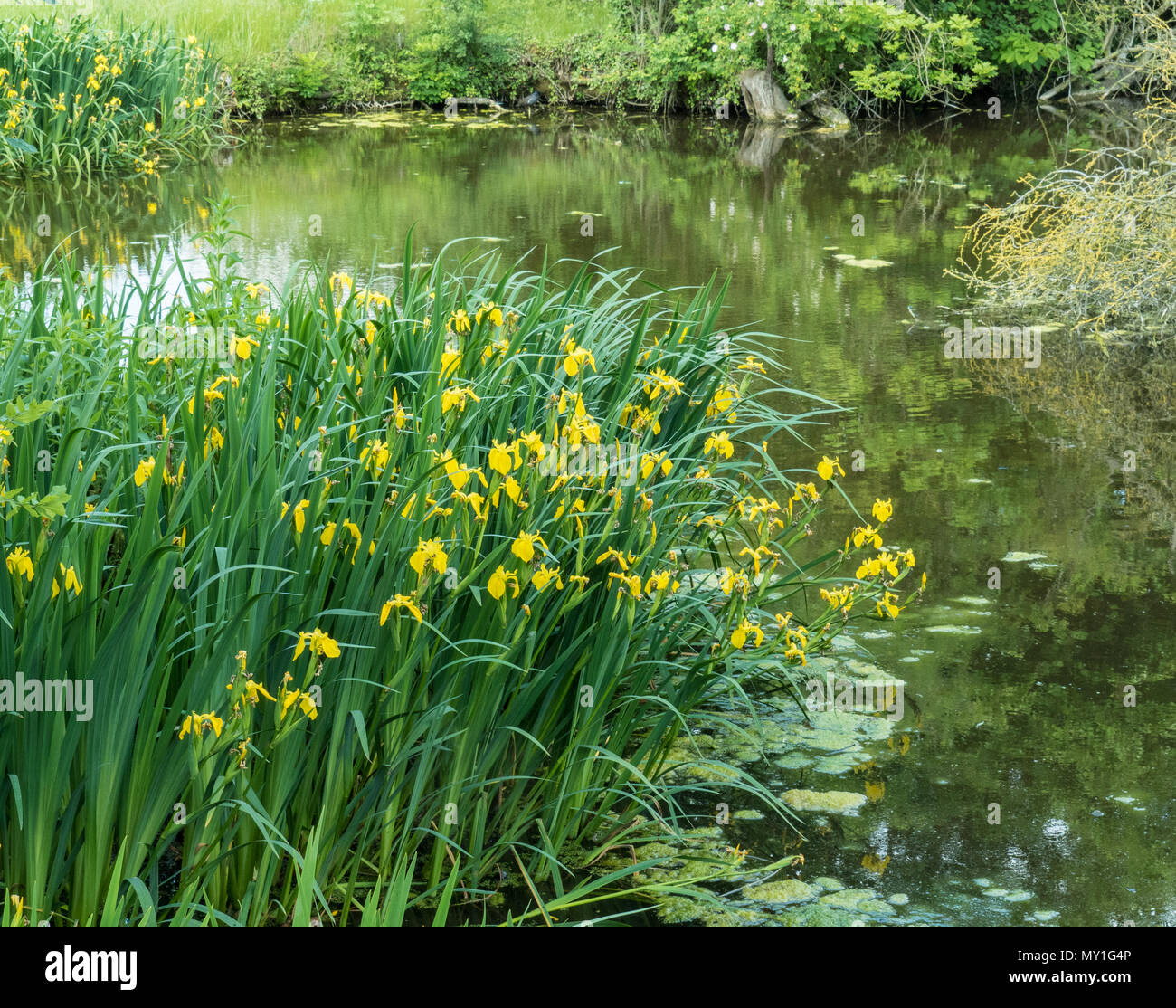 Un grande patch di bandiera gialla iris cresce a bordo di un laghetto naturale Foto Stock